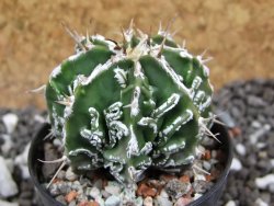 Astrophytum Dinosaur (Fukurio Hannya) pot 5,5 cm - 12394862