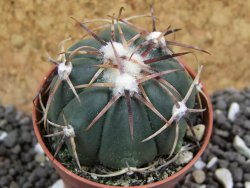 Echinocactus horizonthalonius pot 5,5 cm