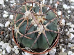 Echinocactus horizonthalonius pot 5,5 cm