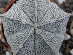 Astrophytum coahuilense snow (Super Coahuilense), pot 5,5 cm - 12394920
