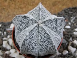 Astrophytum coahuilense snow (Super Coahuilense), pot 5,5 cm - 12394921
