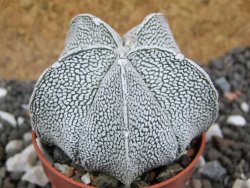 Astrophytum coahuilense snow (Super Coahuilense), pot 5,5 cm - 12394922