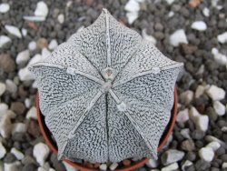 Astrophytum coahuilense snow (Super Coahuilense), pot 5,5 cm - 12394923