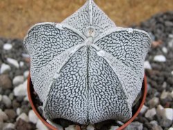 Astrophytum coahuilense snow (Super Coahuilense), pot 5,5 cm - 12394924