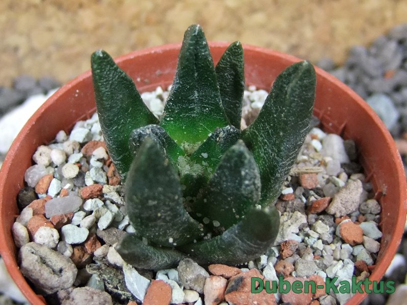Ariocarpus scapharostrus pot 5,5 cm - 12394925