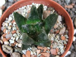 Ariocarpus scapharostrus pot 5,5 cm - 12394926