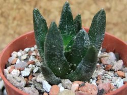 Ariocarpus scapharostrus pot 5,5 cm - 12394927