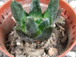 Ariocarpus scapharostrus pot 5,5 cm - 12394928