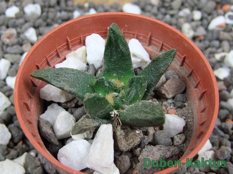Ariocarpus scapharostrus pot 5,5 cm - 12394945