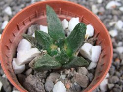 Ariocarpus scapharostrus pot 5,5 cm - 12394944