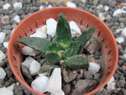 Ariocarpus scapharostrus pot 5,5 cm