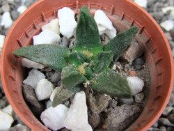 Ariocarpus scapharostrus pot 5,5 cm - 12394947