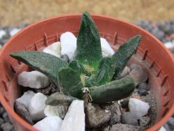 Ariocarpus scapharostrus pot 5,5 cm - 12394948