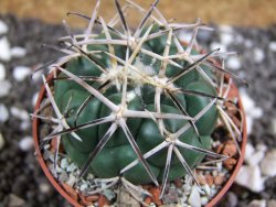 Coryphantha poselgeriana Escalon Chih. pot 6,5 cm - 12394995