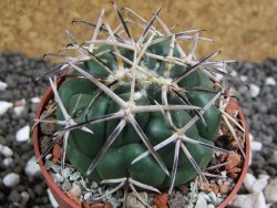 Coryphantha poselgeriana Escalon Chih. pot 6,5 cm - 12394996