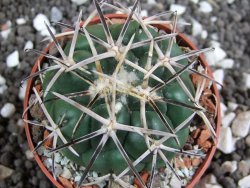 Coryphantha poselgeriana Escalon Chih. pot 6,5 cm - 12394997