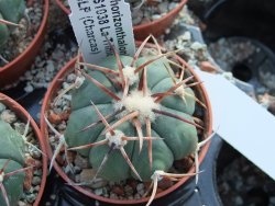 Echinocactus horizonthalonius RS1038 La Trinidad SLP, pot 5,5 cm