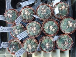 Echinocactus horizonthalonius RS1038 La Trinidad SLP, pot 5,5 cm - 12395072