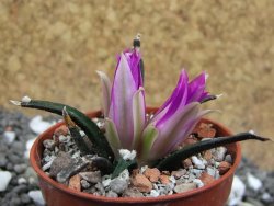 Ariocarpus agavoides pot 5,5 cm cites IA - 12395225