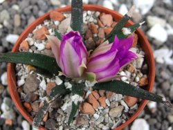 Ariocarpus agavoides pot 5,5 cm cites IA - 12395226