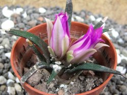 Ariocarpus agavoides pot 5,5 cm cites IA - 12395227