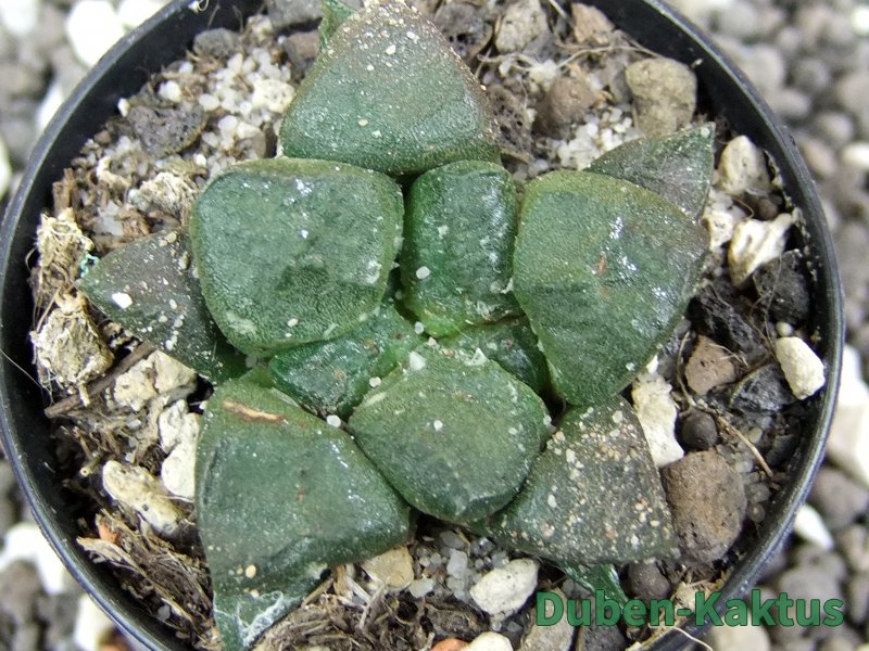 Ariocarpus lloydii pot 5,5 cm - 12395228
