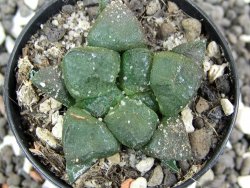 Ariocarpus lloydii pot 5,5 cm - 12395231