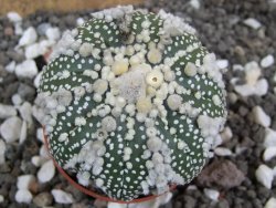 Astrophytum Hanazano Kabuto pot 5,5 cm - 12395373