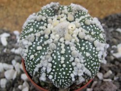 Astrophytum Hanazano Kabuto pot 5,5 cm - 12395375