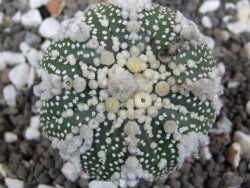 Astrophytum Hanazano Kabuto pot 5,5 cm - 12395376