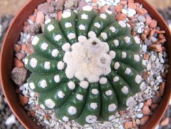 Notocactus uebelmannianus inermis pot 9 cm - 12395488