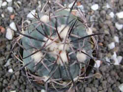 Echinocactus horizonthalonius El Oso pot 5,5 cm - 12395513