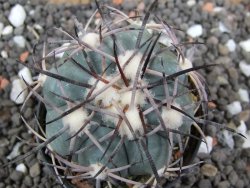 Echinocactus horizonthalonius El Oso pot 5,5 cm - 12395514