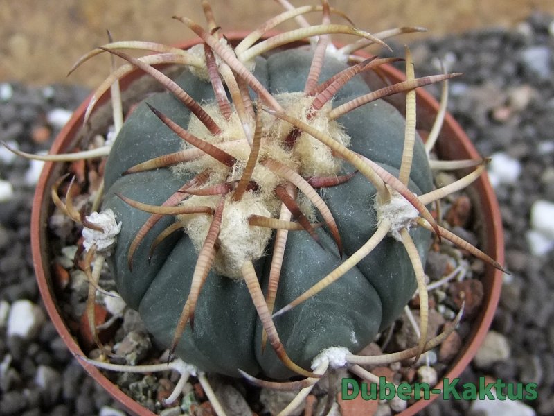 Echinocactus horizonthalonius Jacales, pot 6,5 cm - 12395608