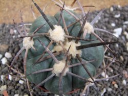 Echinocactus horizonthalonius, pot 6,5 cm - 12395610