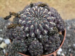 Sulcorebutia pulchra VS 420 pot 6,5 cm - 12395618