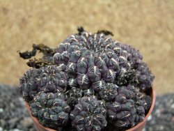 Sulcorebutia pulchra VS 420 pot 6,5 cm - 12395619