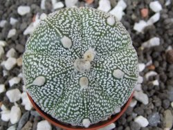 Astrophytum Hanazano Kabuto hybrid Snowy pot 5,5 cm - 12395775
