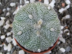 Astrophytum Hanazano Kabuto hybrid Snowy pot 5,5 cm - 12395776
