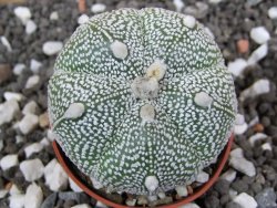 Astrophytum Hanazano Kabuto hybrid Snowy pot 5,5 cm - 12395777