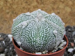 Astrophytum Hanazano Kabuto hybrid Snowy pot 5,5 cm - 12395779