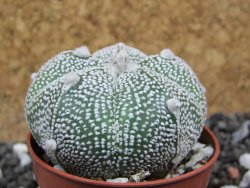 Astrophytum Hanazano Kabuto hybrid Snowy pot 5,5 cm - 12395780