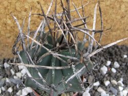 Astrophytum niveum nudum pot 5,5 cm 40 km Cu. Ci. - 12395794