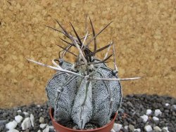 Astrophytum niveum, pot 5,5 cm - 12395801