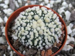 Astrophytum Hanazano Kabuto pot 5,5 cm - 12395827