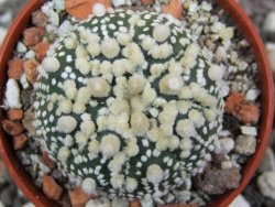 Astrophytum Hanazano Kabuto pot 5,5 cm - 12395836