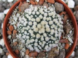 Astrophytum Hanazano Kabuto pot 5,5 cm - 12395839