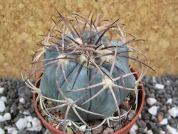 Echinocactus horizonthalonius RS 584 El Hundido, pot 6,5 cm - 12395851