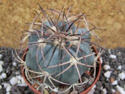 Echinocactus horizonthalonius RS 584 El Hundido, pot 6,5 cm