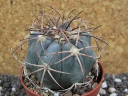 Echinocactus horizonthalonius RS 584 El Hundido, pot 6,5 cm - 12395853